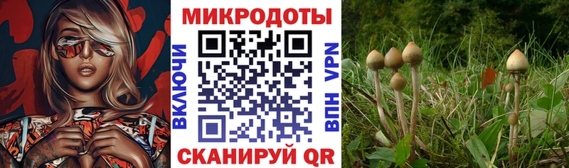 Галлюциногенные грибы Psilocybine cubensis  Покачи 